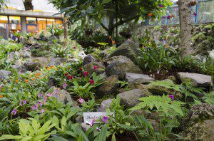 Orchids at the Quito Botanical Garden, Ecuador