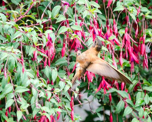 A Shining Sunbeam Hummingbird photographed just outside the main pools; Papallacta, Ecuador | ©Angela Drake