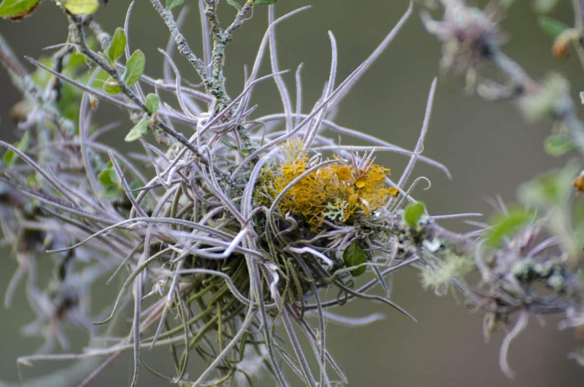 Small epiphytes grow on many of the bushes and trees in this high desert landscape | ©Angela Drake