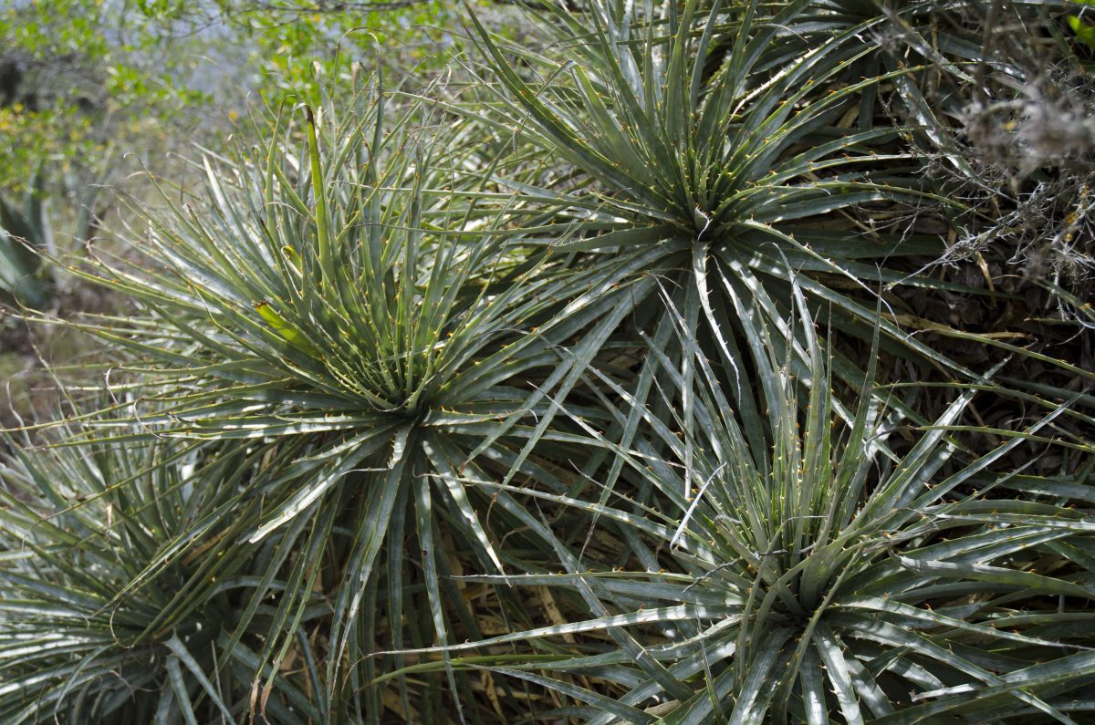 Aloe vera! This desert is full of useful plants | ©Angela Drake