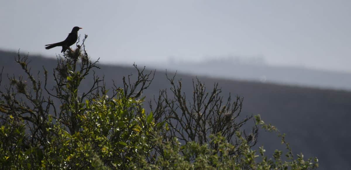 A Glossy Black Thrush enjoying the view from the park | ©Angela Drake