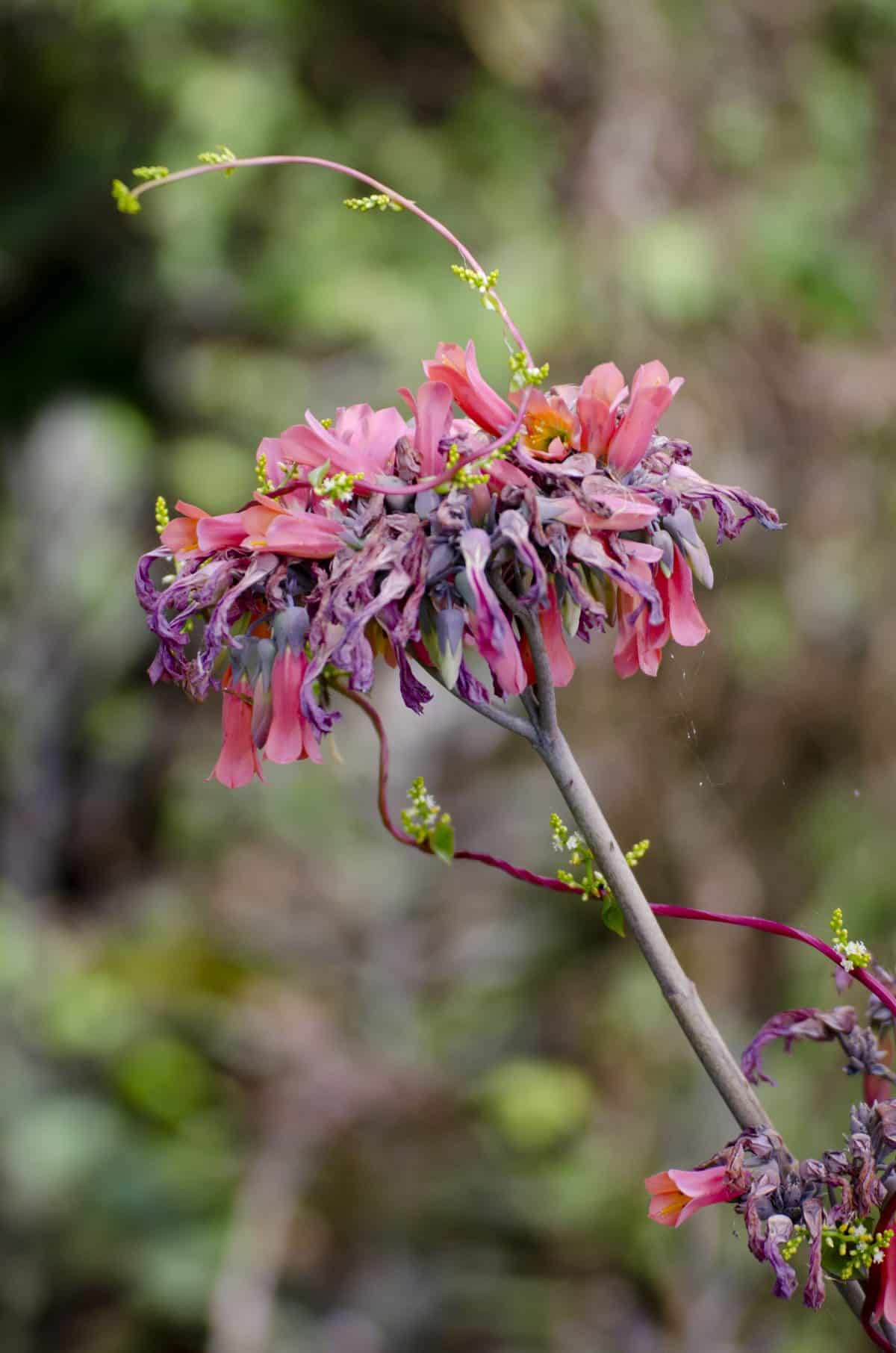 Flowering were abundant considering the desert conditions, Jerusalem Park, Ecuador | ©Angela Drake