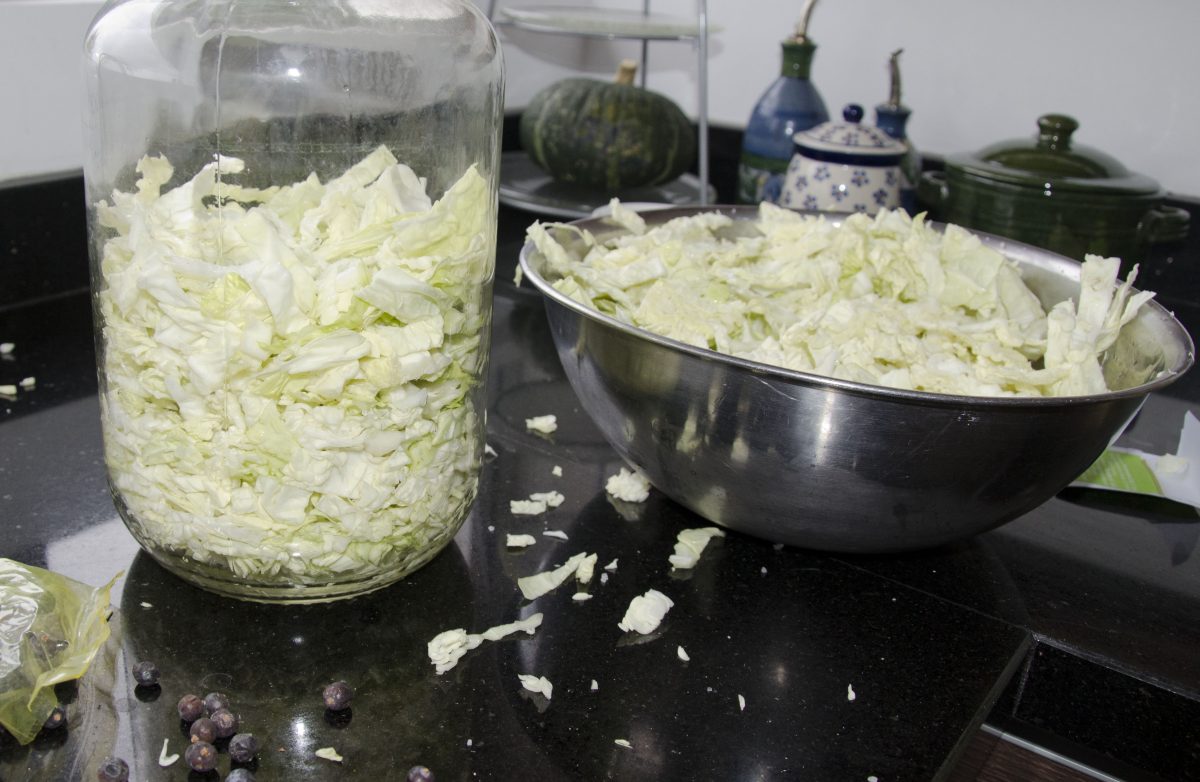 Sliced cabbage tossed with salt being placed in the pickling jar.