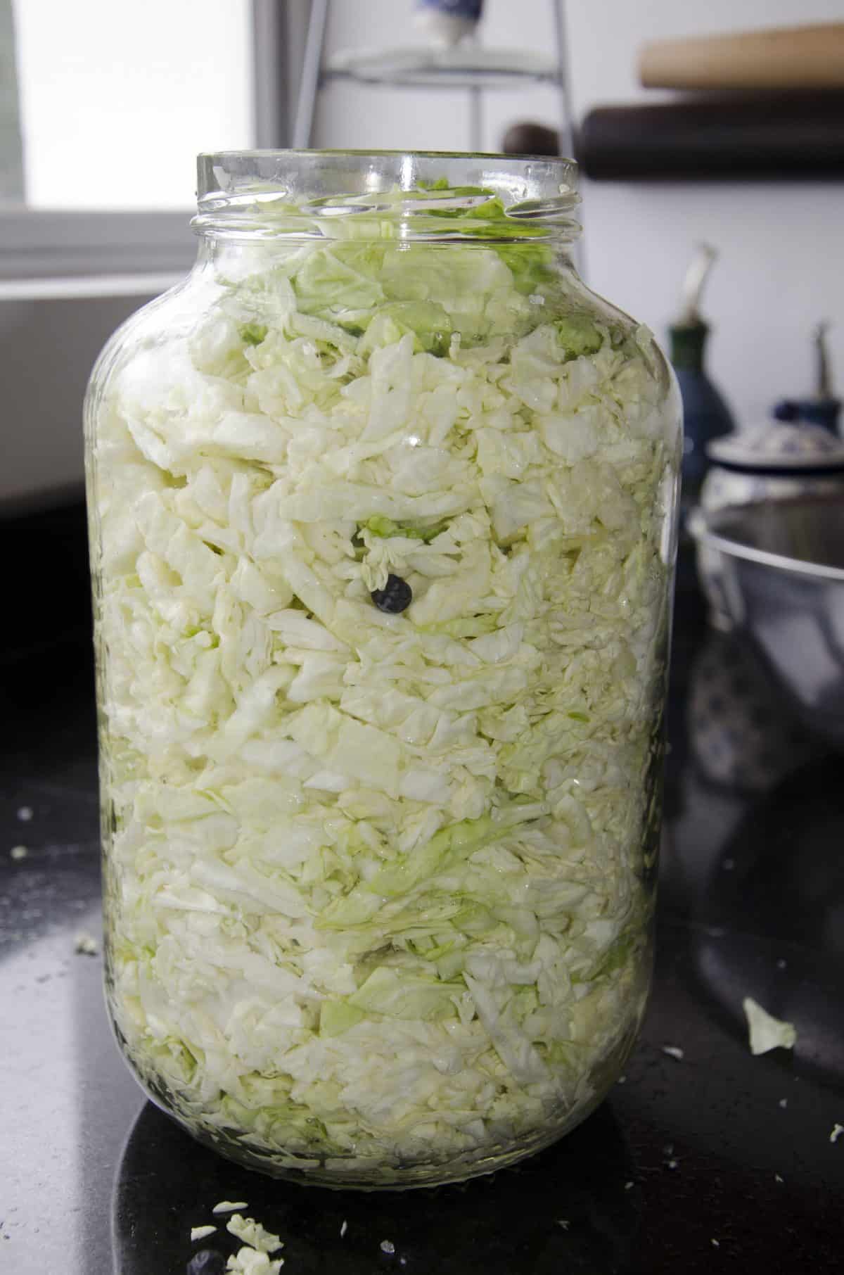 A fully packed jar full of cabbage, salt, and a few juniper berries.