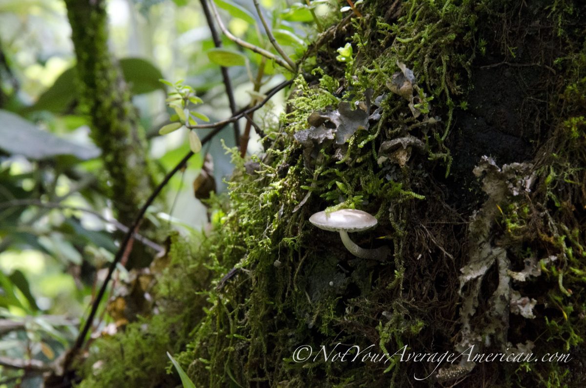 Mushrooms; Cascada Condor Machay, Ecuador