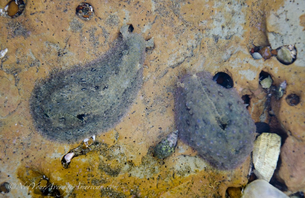 A pair of sea slugs; Tidepooling on the Chirije Beach, Bahia de Caraquez, Ecuador | ©Angela Drake A pair of sea slugs; Tidepooling on the Chirije Beach, Bahia de Caraquez, Ecuador | ©Angela Drake