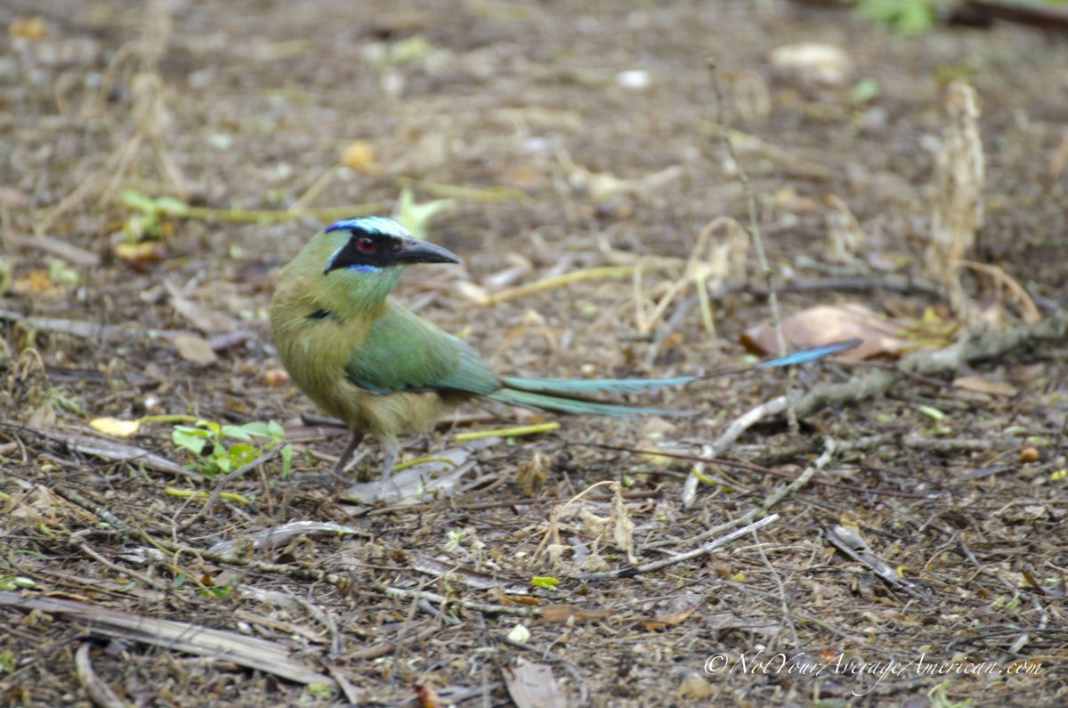 A Blue-crowned Motmot, Chirije Lodge, Manabi, Ecuador