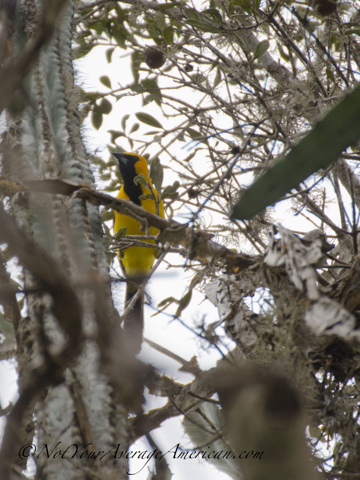 A Yellow-tailed Oriole, Chirije Dry Forest, Coastal Ecuador