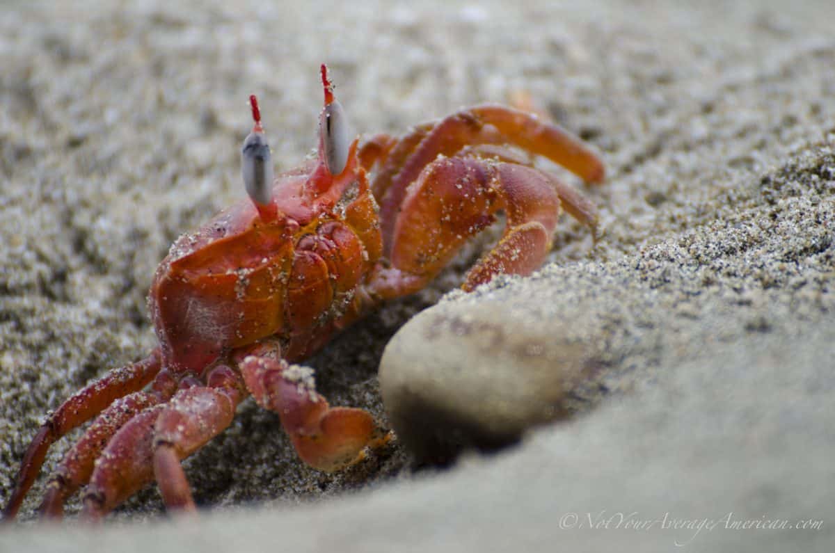 Crabs were everywhere! | Chirije, Manabi, Ecuador | ©Angela Drake Crabs were everywhere! | Chirije, Manabi, Ecuador | ©Angela Drake