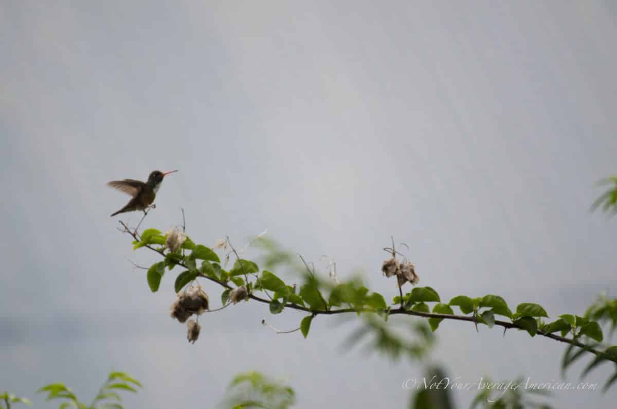 An Amazilia Hummingbird, Chirije Lodge, Manabi, Ecuador