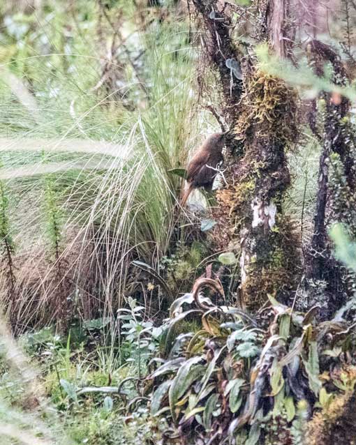 Unidentified Woodcreeper in Cayambe-Coca National Park, Ecuador | ©Angela Drake