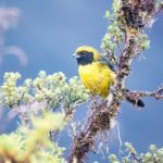 4 grandes lugares para la observación de aves en Papallacta, Ecuador
