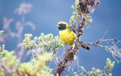 4 Great Spots for Birdwatching In Papallacta, Ecuador