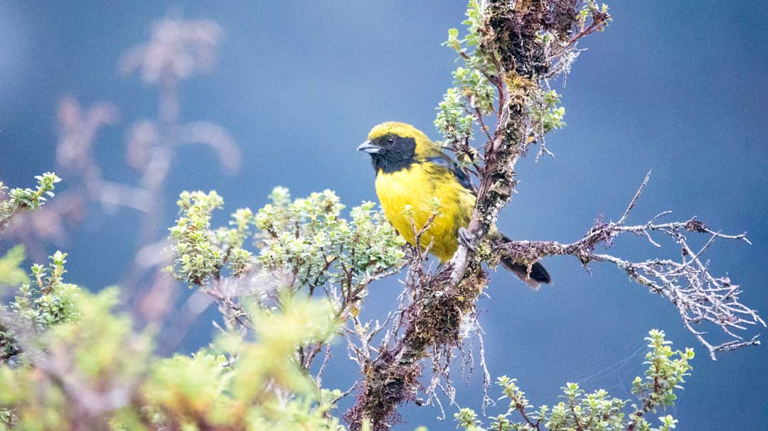 4 grandes lugares para la observación de aves en Papallacta, Ecuador