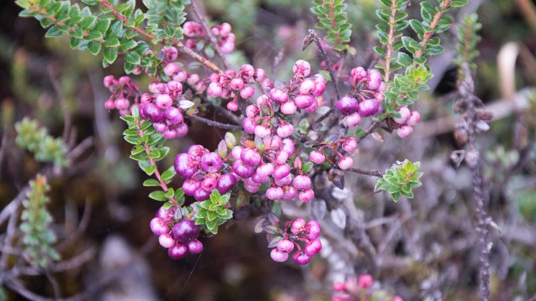 Pink Berries; Coca Cayambe National Park, Papallacta Entrance, Ecuador | ©Angela Drake