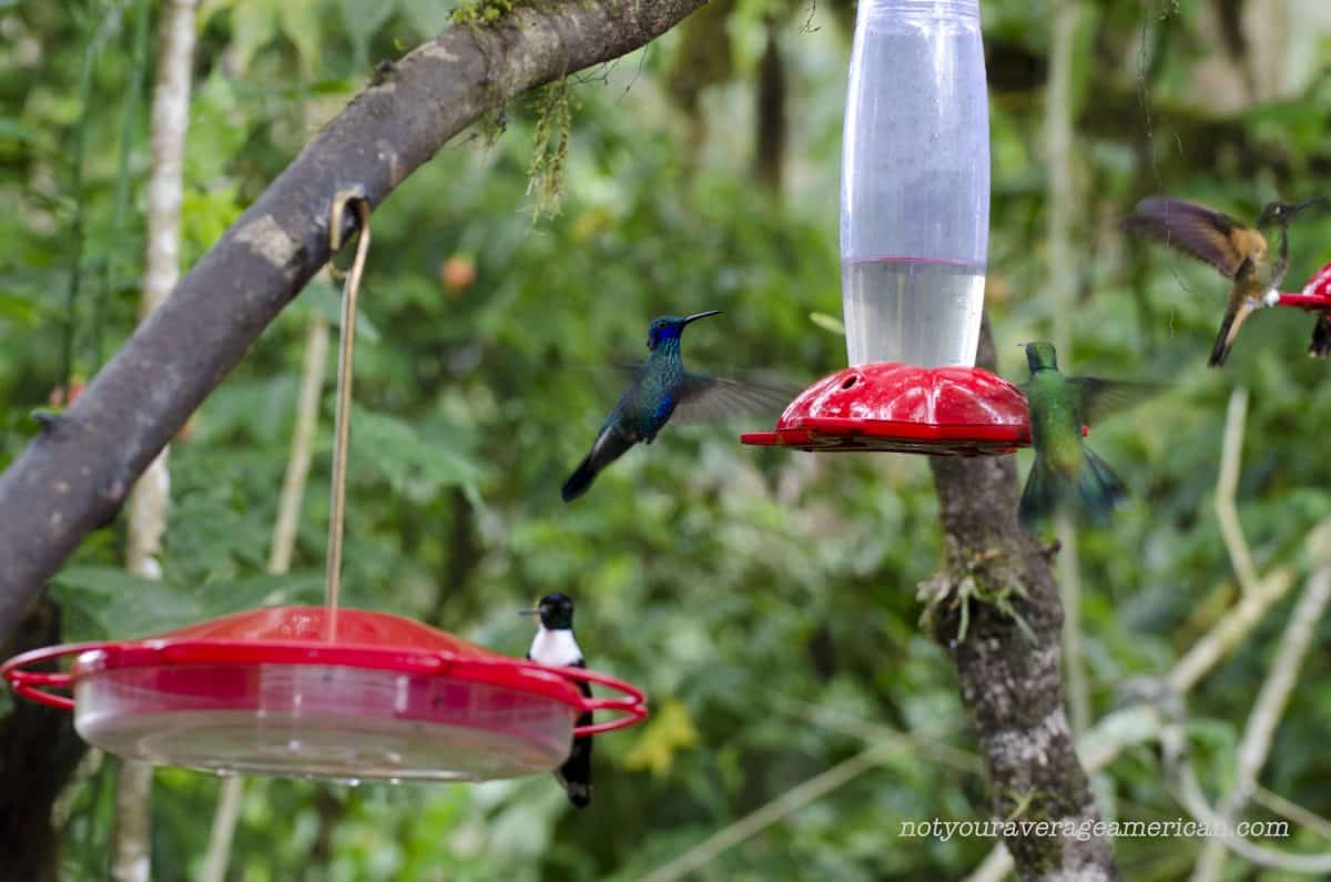 The feeders at the Bellavista Lodge are a constant source of entertainment | ©Angela Drake