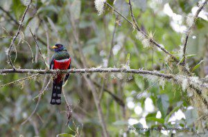 A Masked Trogon, Bellavista Lodge, Tandayapa, Ecuador | ©Angela Drake