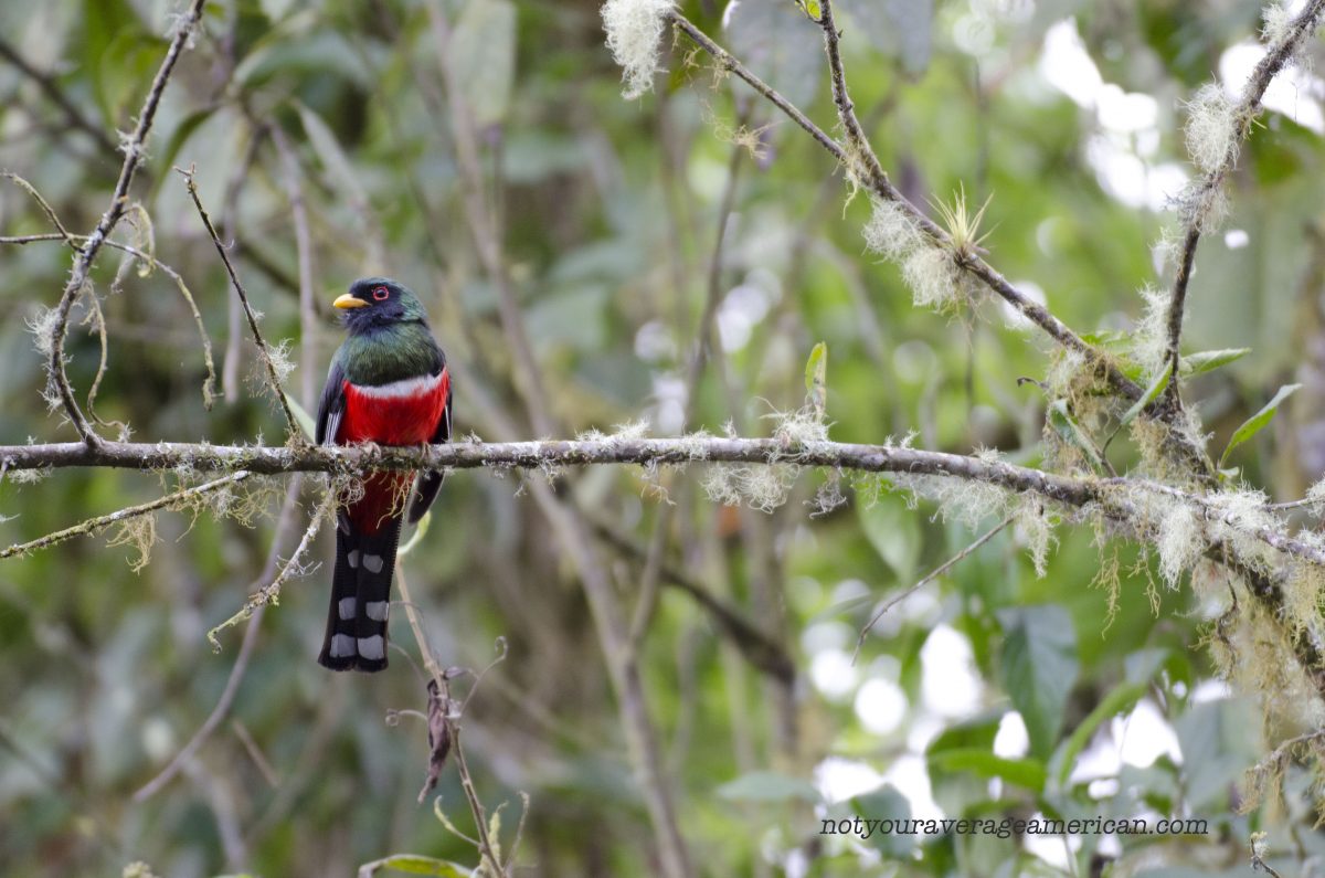 A Masked Trogon, Bellavista Lodge, Tandayapa, Ecuador | ©Angela Drake