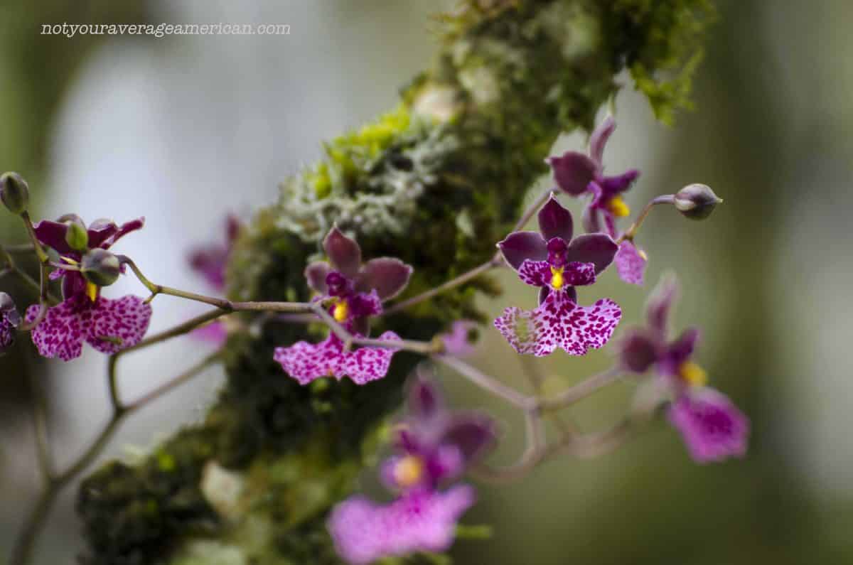 Even though it was not orchid season, some were in bloom. Herminia said there are many more to come in December! | ©Angela Drake