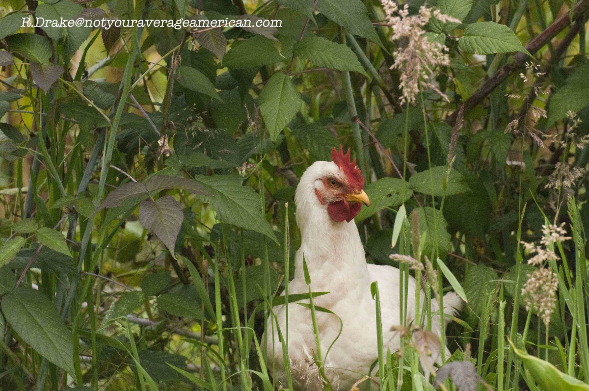 A free-range chicken at Panticucho, Baños, Ecuador | ©Ryan Drake