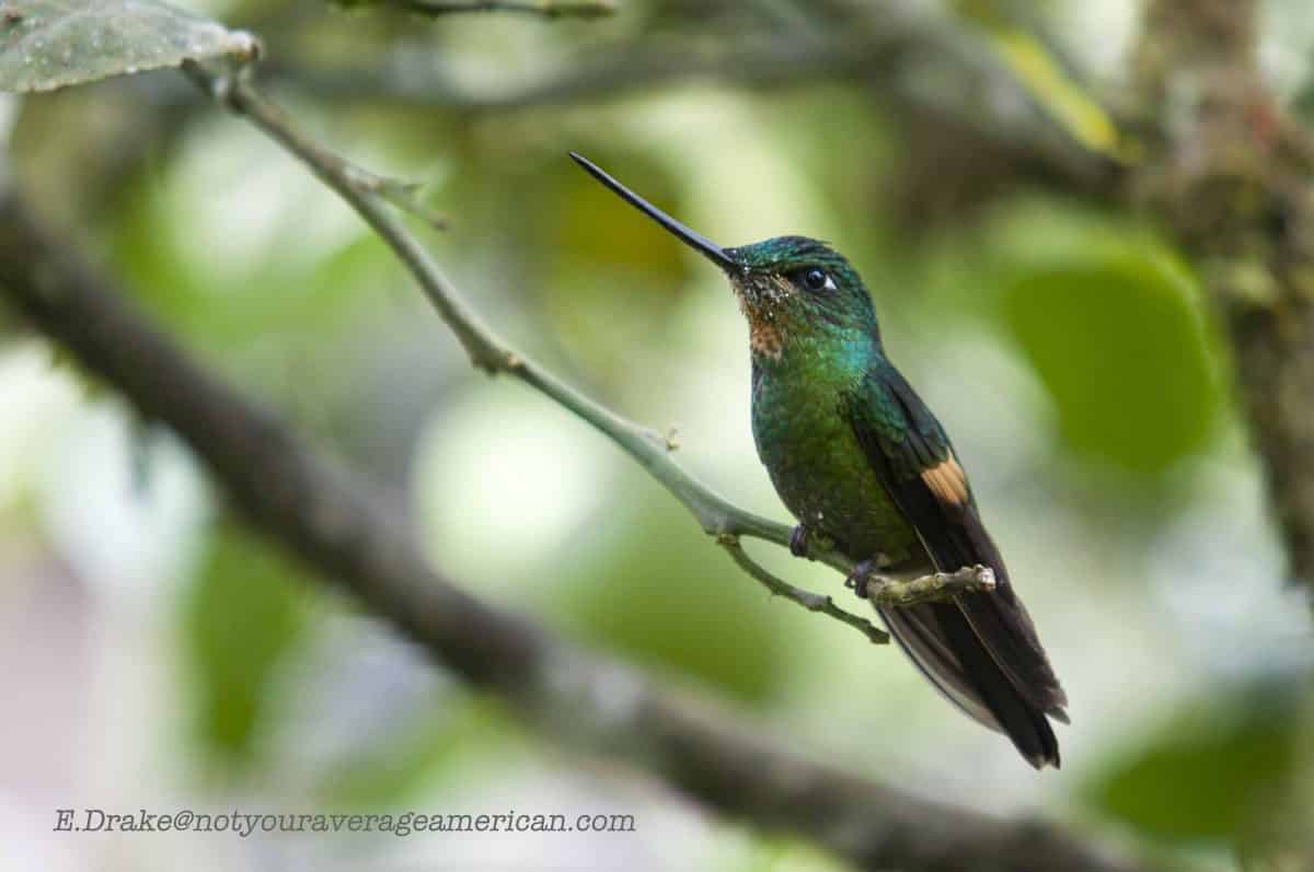 Close-up of a Buff-winged Starfrontlet Hummingbird; Panticucho, Baños, Ecuador | ©Ernest Drake
