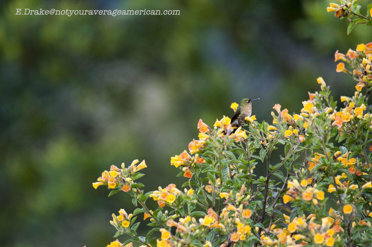 An unidentified Hummingbird in flowering bushes; Panticucho, Baños, Ecuador | ©Ernest Drake