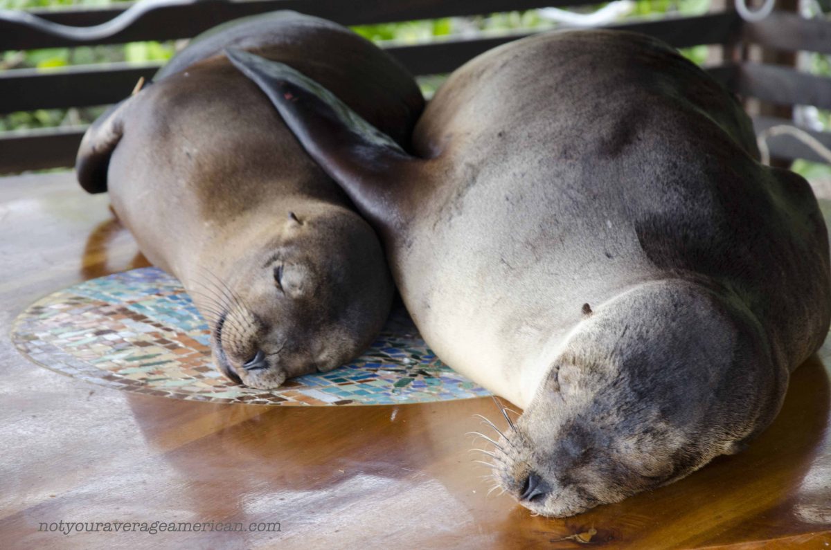 These peaceful looking creatures are wild. Though it is tempting to get up close and personal, better to use a long lens for close-ups | ©Angela Drake