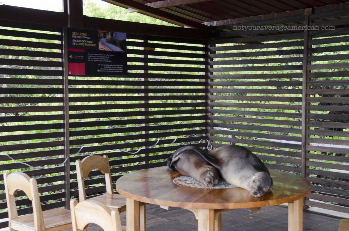 Sea Lions on the Table. What a shock! | ©Angela Drake