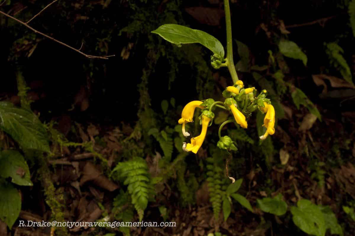 Bright flowers along the trail, The Pailón del Diablo, Baños, Ecuador