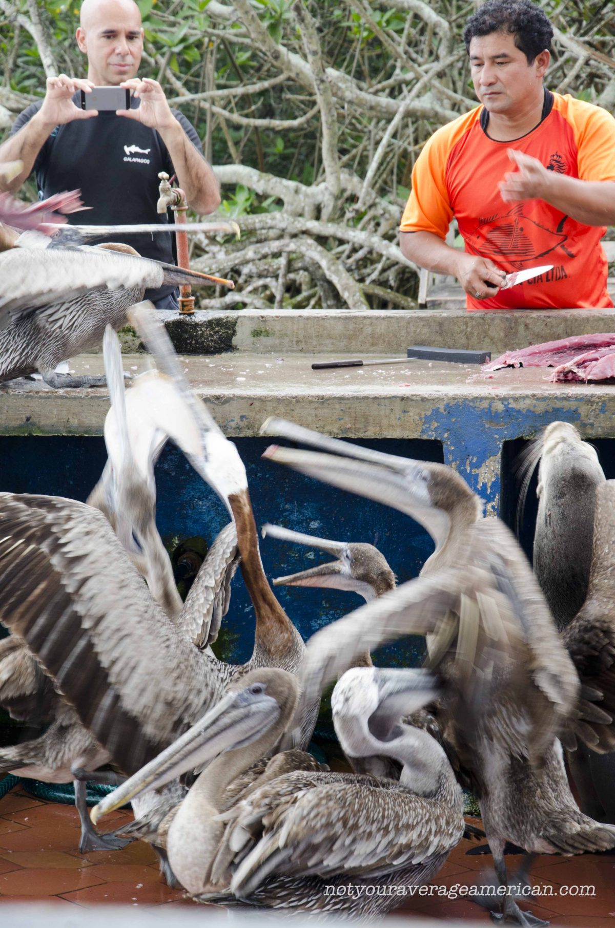 Tourist Snaps Photo of Fish Scrap Chaos | ©Angela Drake