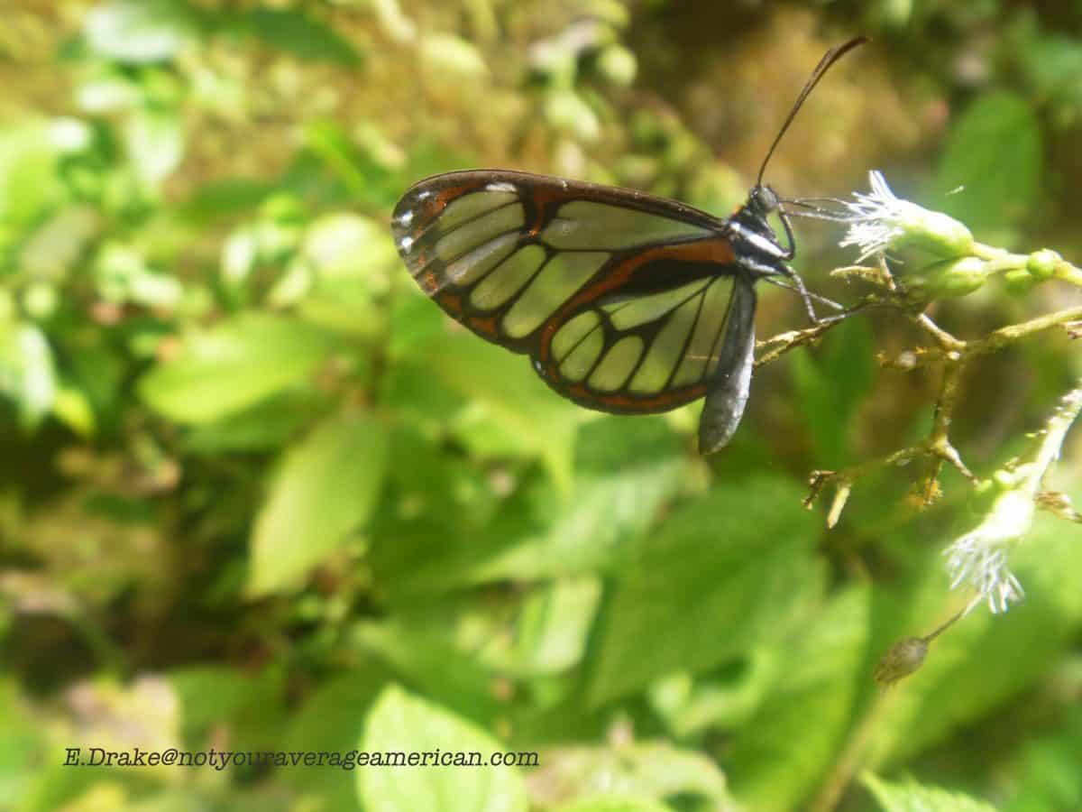 Clear-winged Butterfly, The Pailón del Diablo, Baños, Ecuador