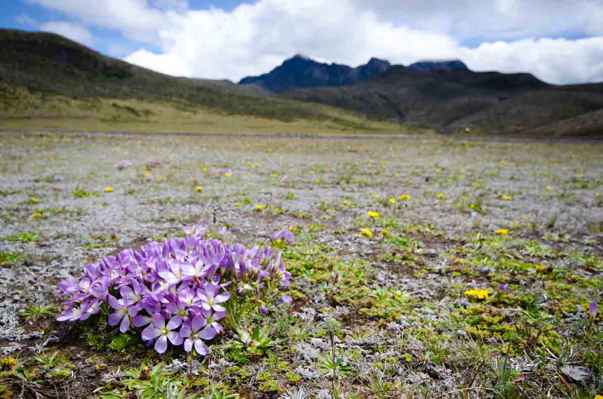 The Paramo, Laguna Limpiopungo, Cotopaxi National Park, Ecuador | ©Angela Drake