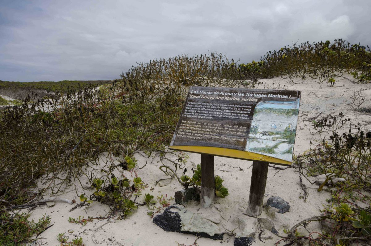The dunes near Tortuga Bay are a fragile habitat. | ©Angela Drake
