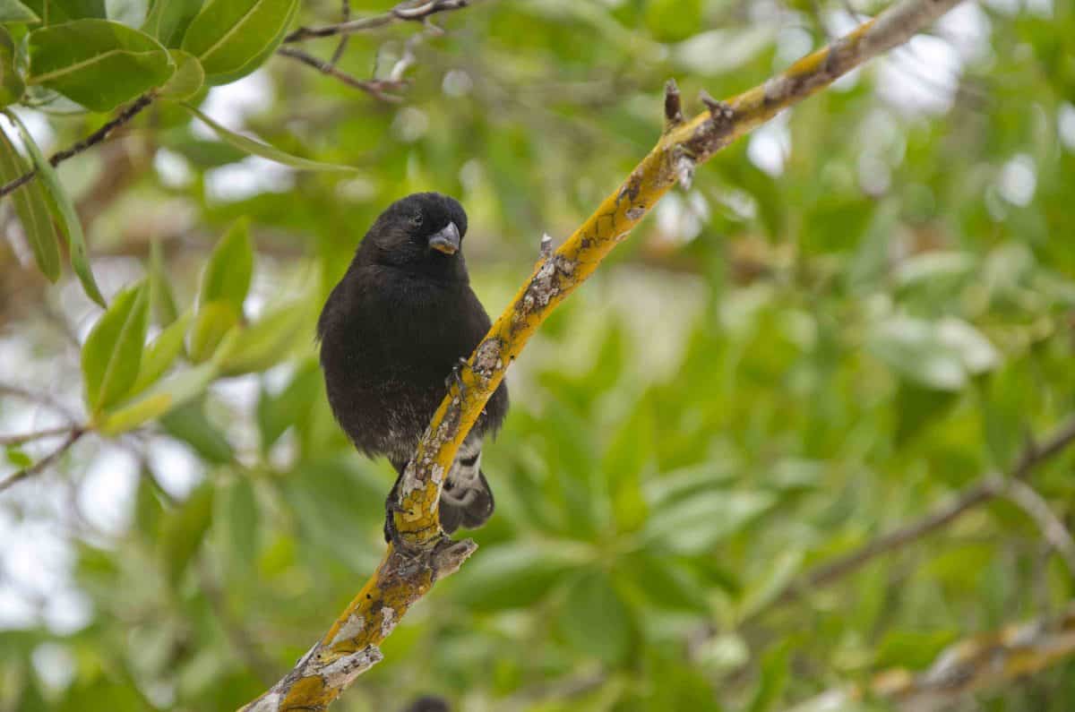 These small birds will flock at the sight of any snack food. Beware! | ©Angela Drake