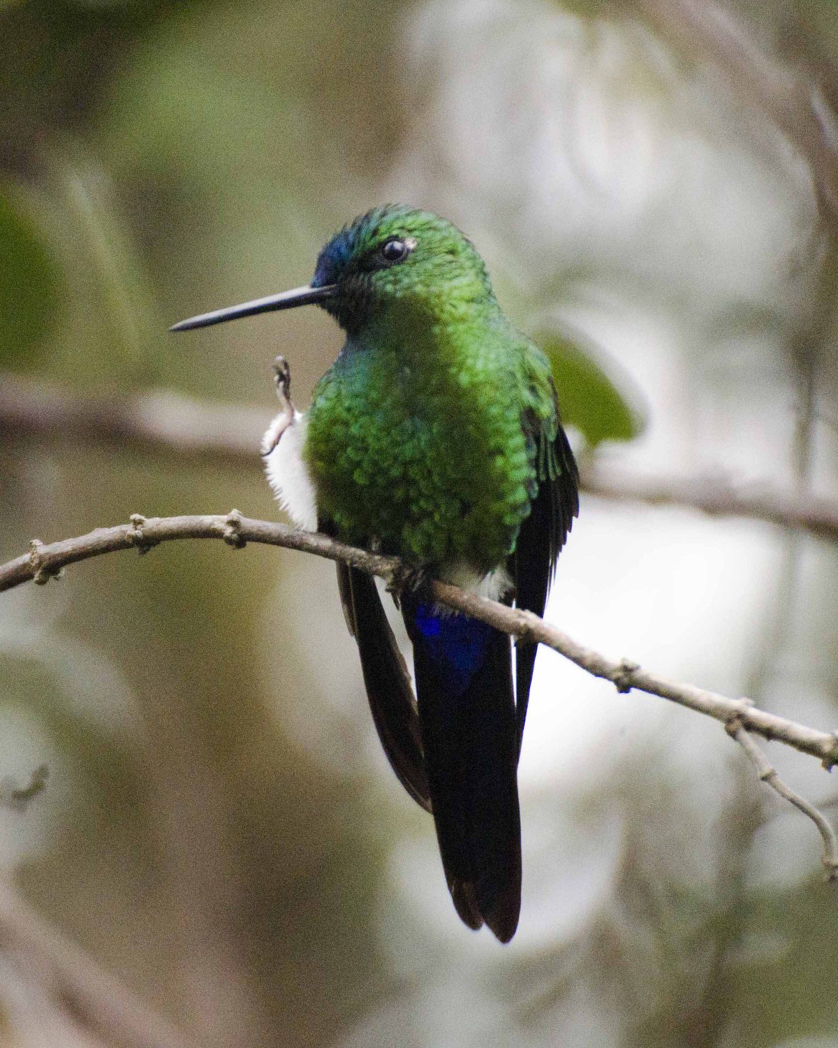 The Sapphire-vented Puffleg  | ©Angela Drake