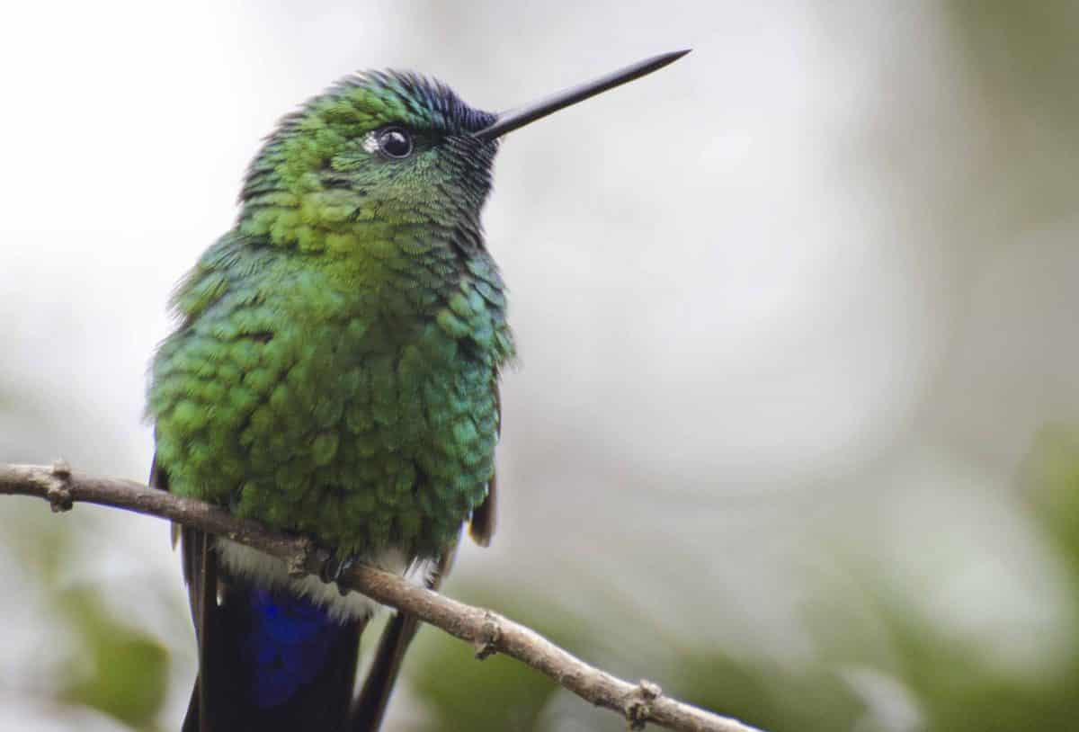 Sapphire-vented Puffleg