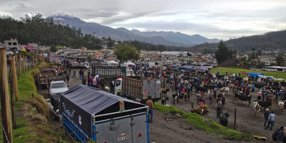 The Otavalo Animal Market; Imbabura, Ecuador | ©Angela Drake