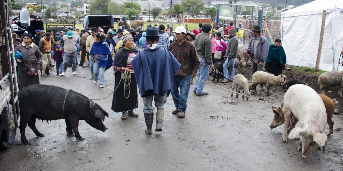 Pig vendors at the animal market, Otavalo, Ecuador | ©Angela Drake
