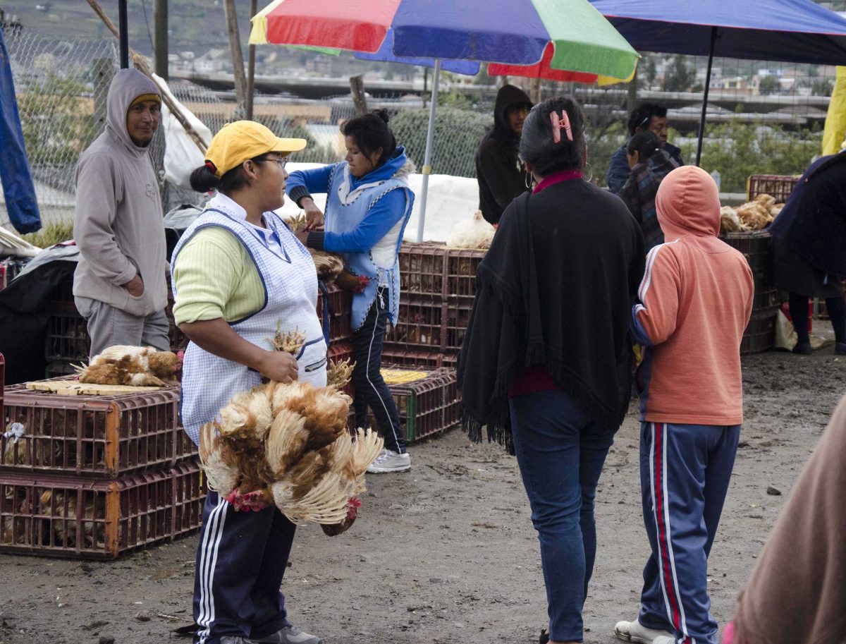 Selling chickens at the animal market, Otavalo, Ecuador | ©Angela Drake