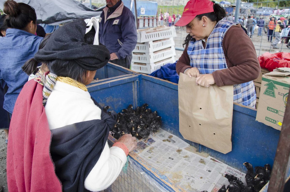 Bargaining for chickens at the animal market, Otavalo, Ecuador | ©Angela Drake