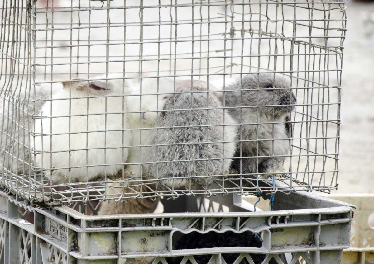 Rabbits for sale at the animal market, Otavalo, Ecuador | ©Angela Drake