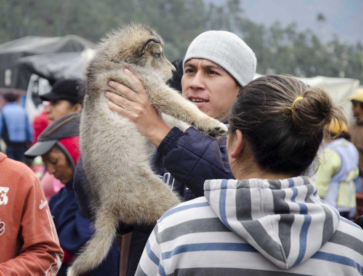 Puppy love at first sight, Otavalo Animal Market, Ecuador | ©Angela Drake