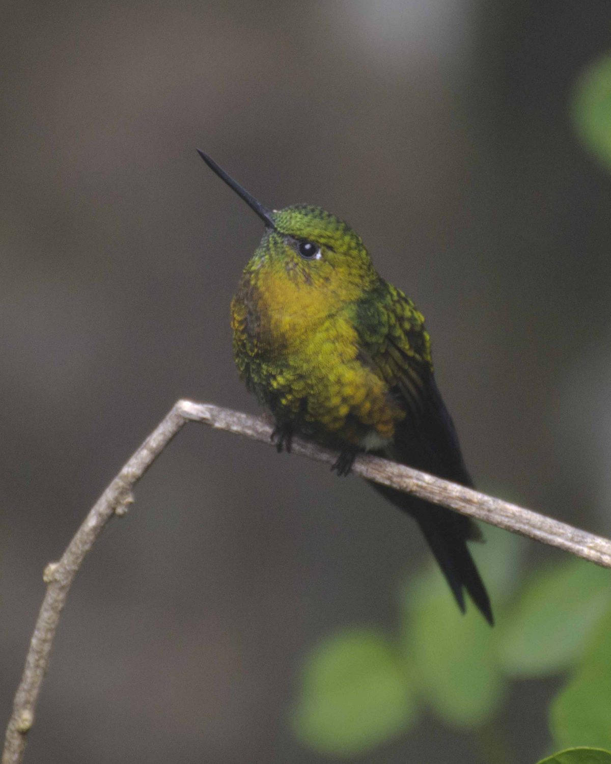 The Golden-breasted Puffleg can look very small when perched | ©Angela Drake