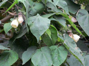 Flower in the subtropical jungle