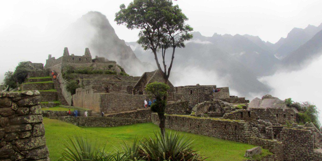 A lone tree and Wayna Picchu 