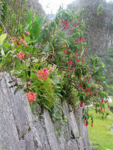 The Garden in Machu Picchu