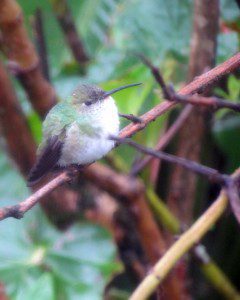 A very tiny hummingbird