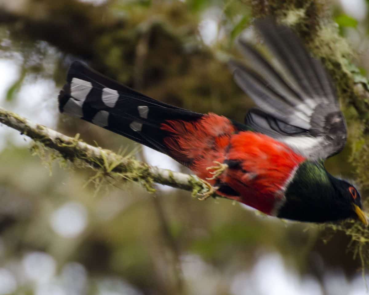 A male Masked Trogon barely caught in flight | ©Angela Drake