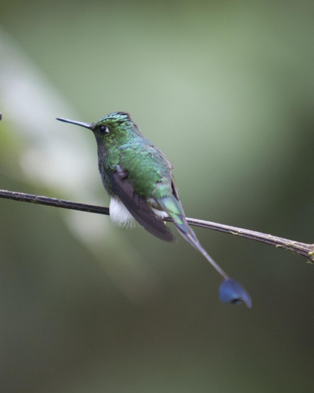 Booted Rackettail hummingbird | ©Angela Drake
