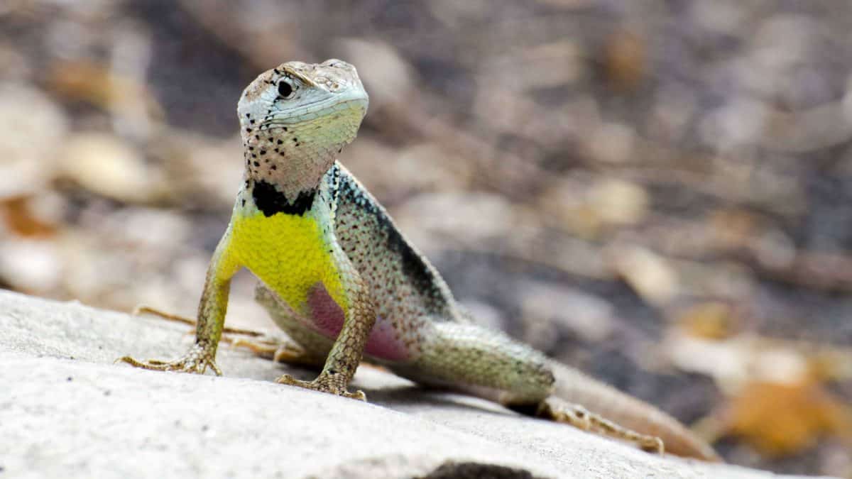 Tuxedo Lizard, Bosque Cerro Blanco, Guayaquil, Ecuador | ©Angela Drake